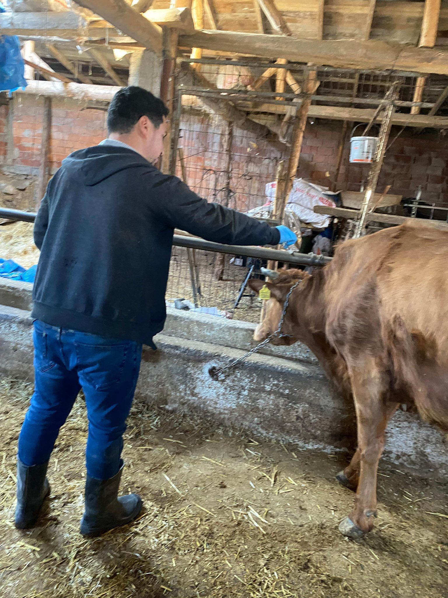 Kütahya Emet’te Büyükbaş Hayvanlara Aşılama Çalışması1