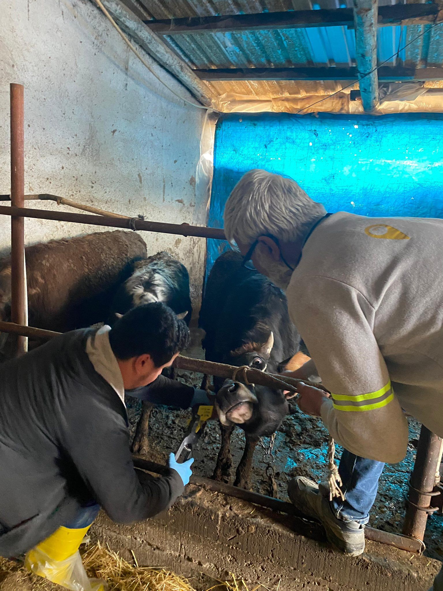 Kütahya Emet’te Büyükbaş Hayvanlara Aşılama Çalışması3