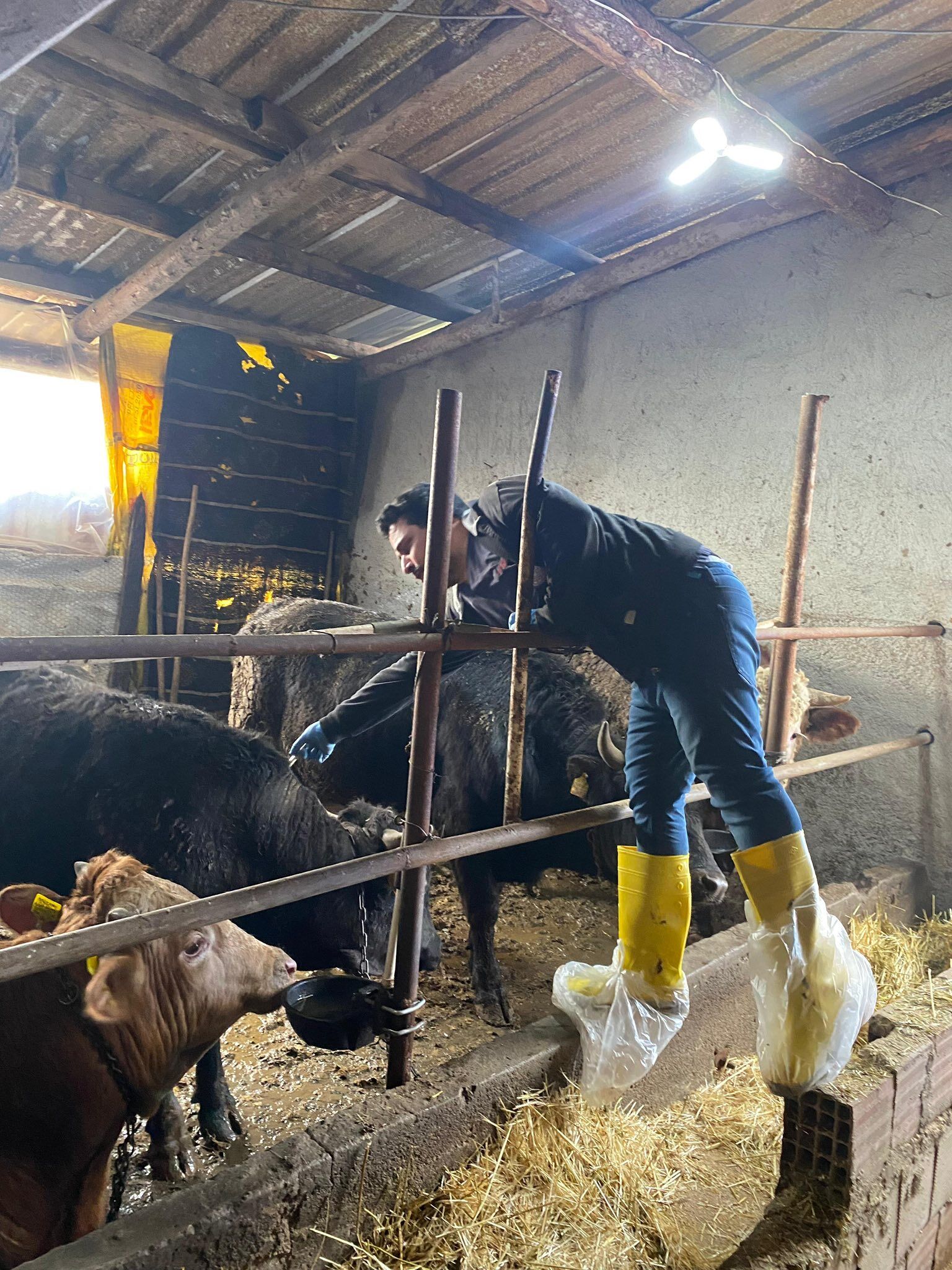 Kütahya Emet’te Büyükbaş Hayvanlara Aşılama Çalışması4