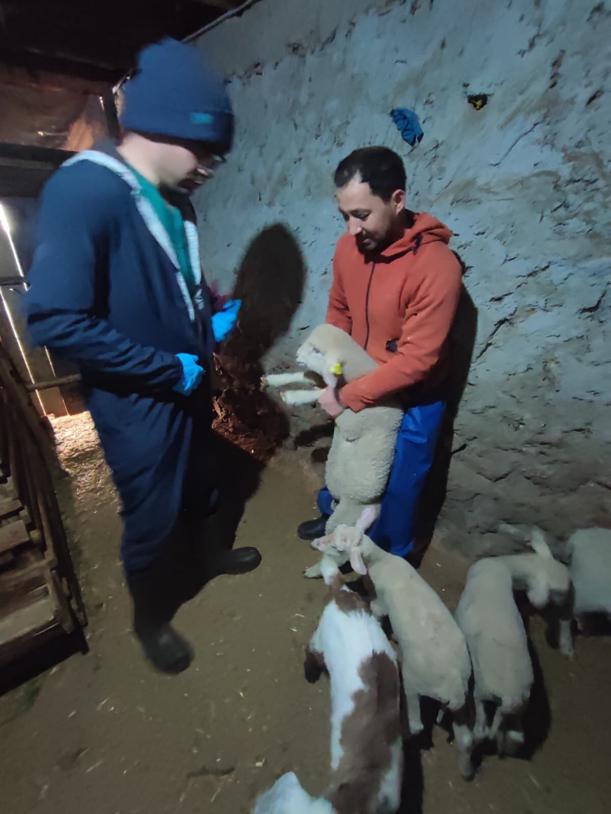 Kütahya Şaphane’de Hayvanlara Aşılama Çalışması Yapıldı