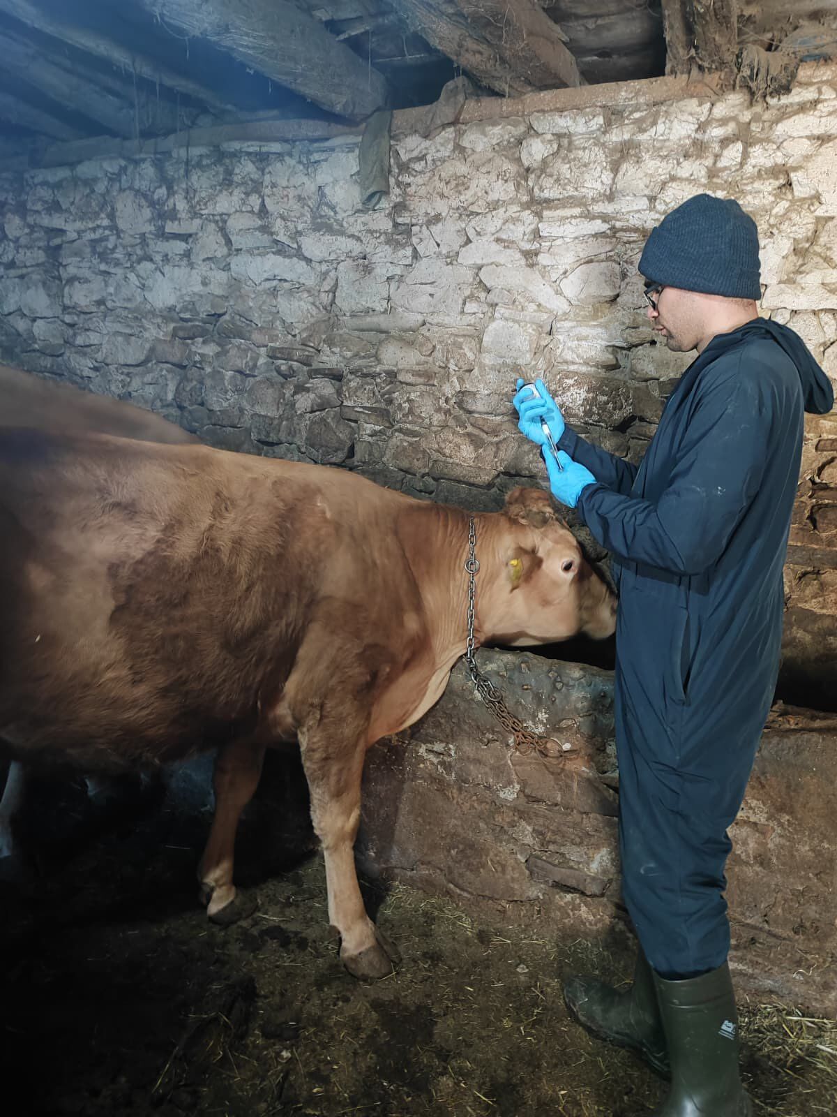 Kütahya Şaphane’de Hayvanlara Aşılama Çalışması Yapıldı2
