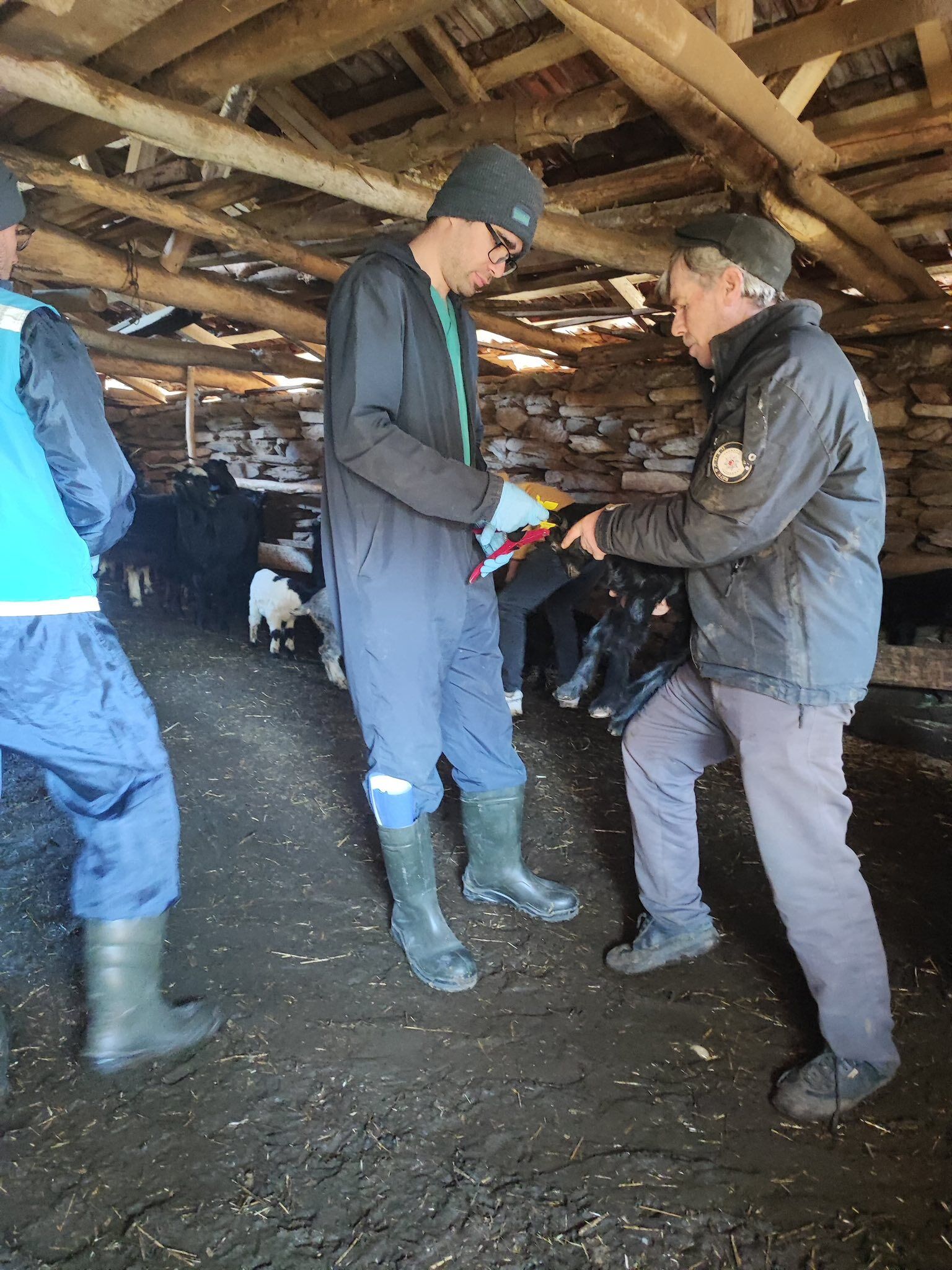 Kütahya Şaphane’de Küçükbaş Hayvanlara Aşılama Yapıldı1