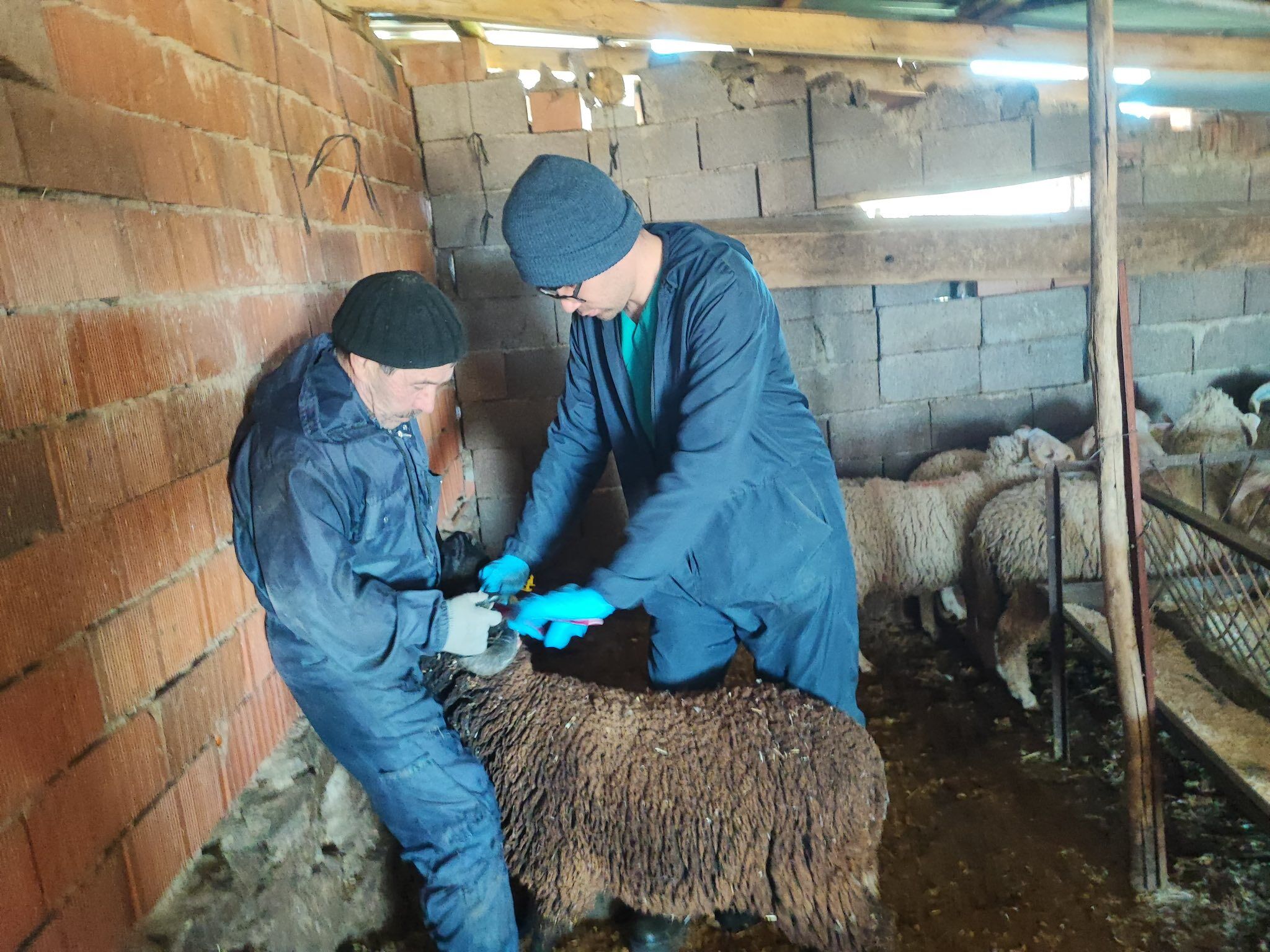 Kütahya Şaphane’de Küçükbaş Hayvanlara Aşılama Yapıldı3
