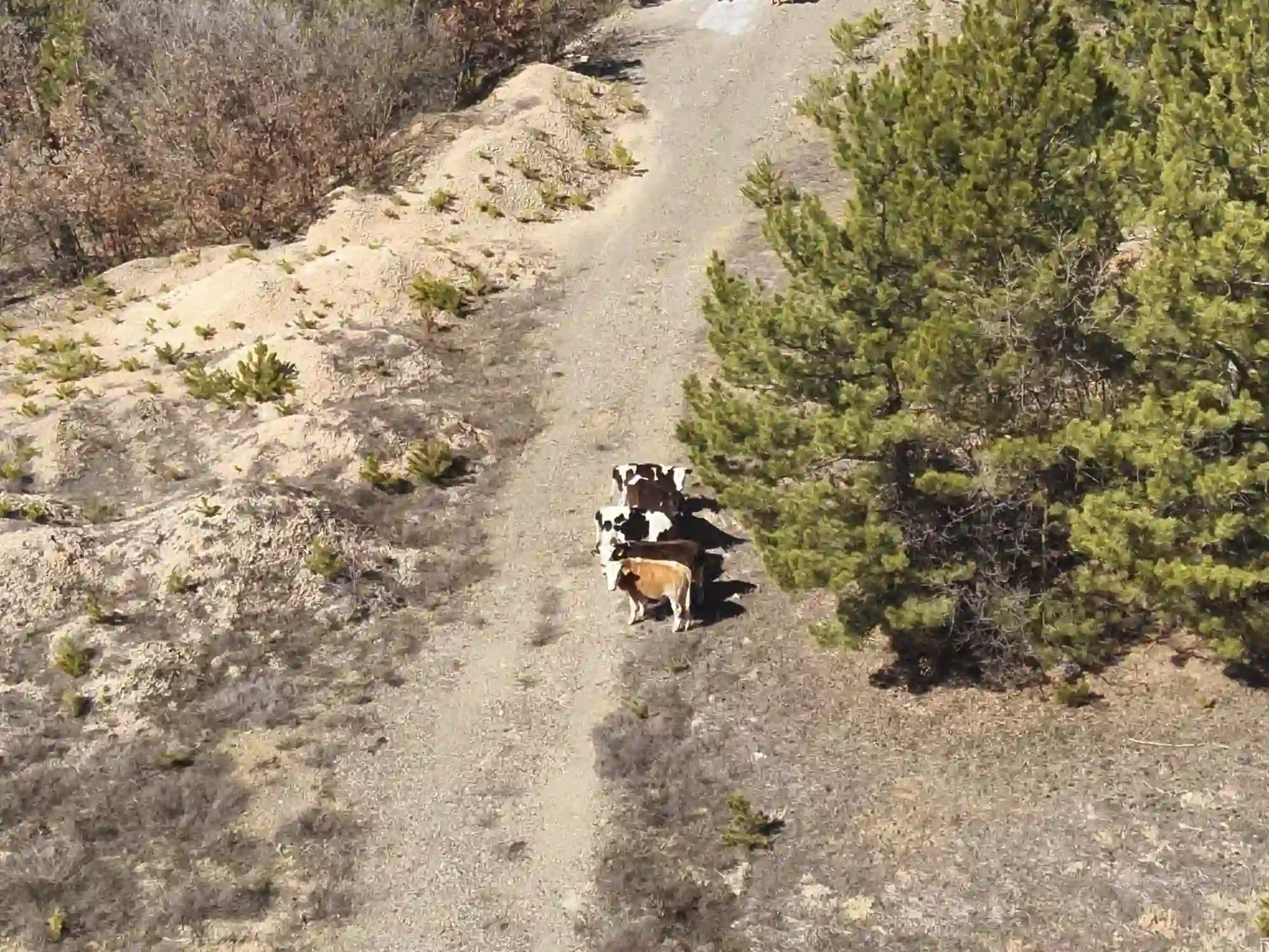 Kütahya Tavşanlı’da Jandarma Ekipleri Kayıp Buzağıları Buldu
