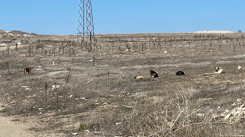 Kütahya'da Köpeklerin Saldırdığı 9 Yaşındaki Çocuk Yaralandı 000