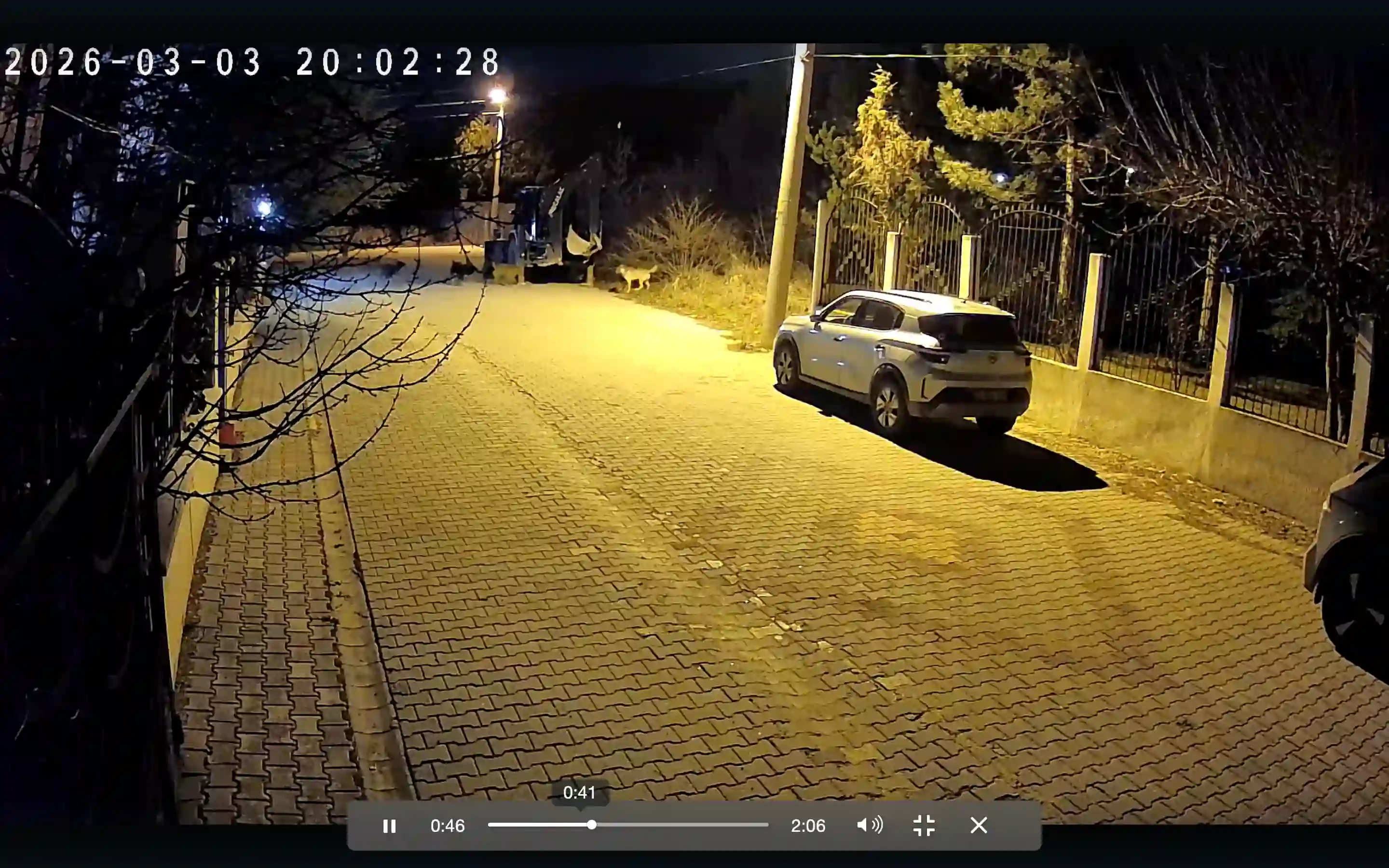 Kütahya’da Sokak Köpekleri Mahalle Sakinlerini Bezdirdi1