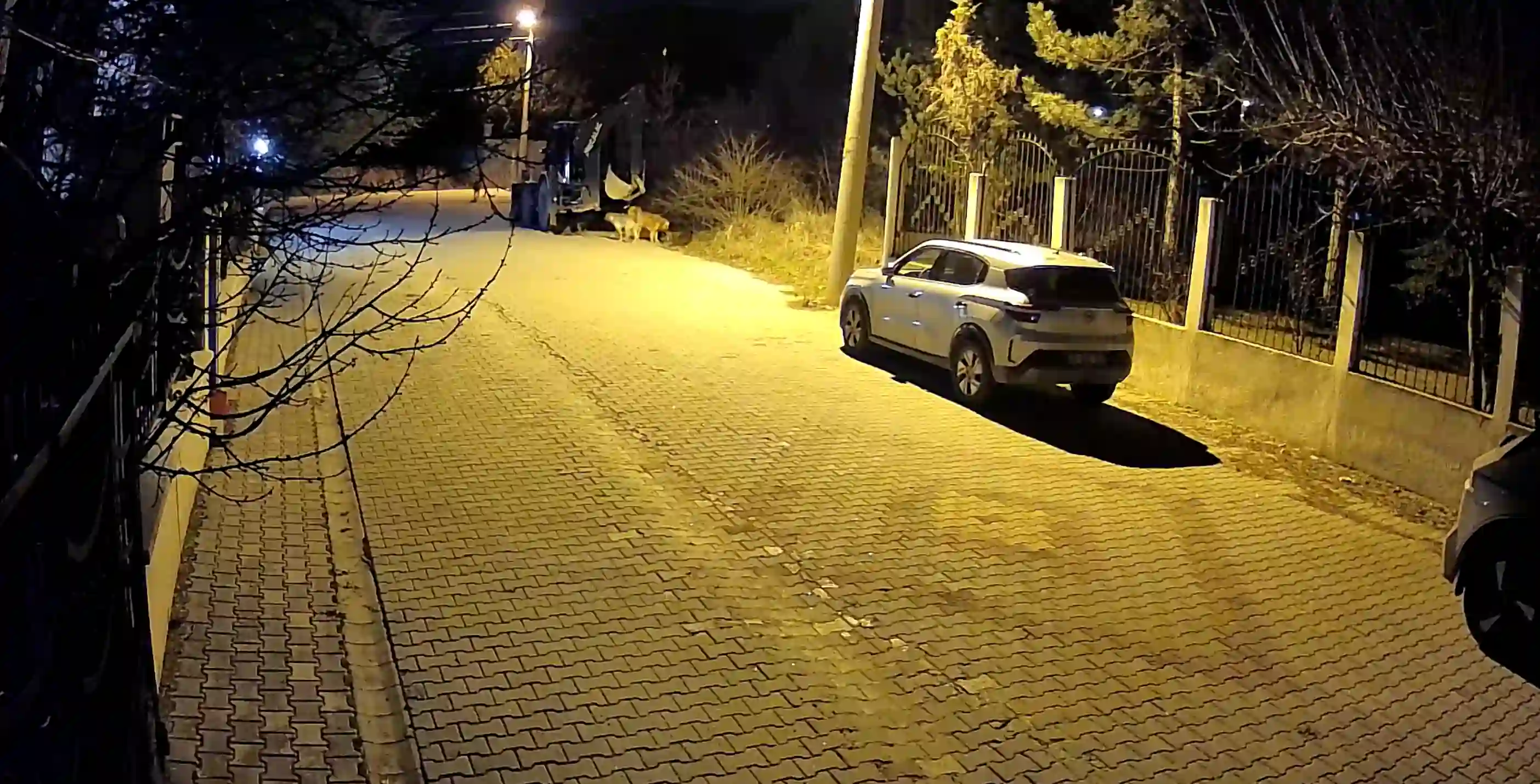 Kütahya’da Sokak Köpekleri Mahalle Sakinlerini Bezdirdi2