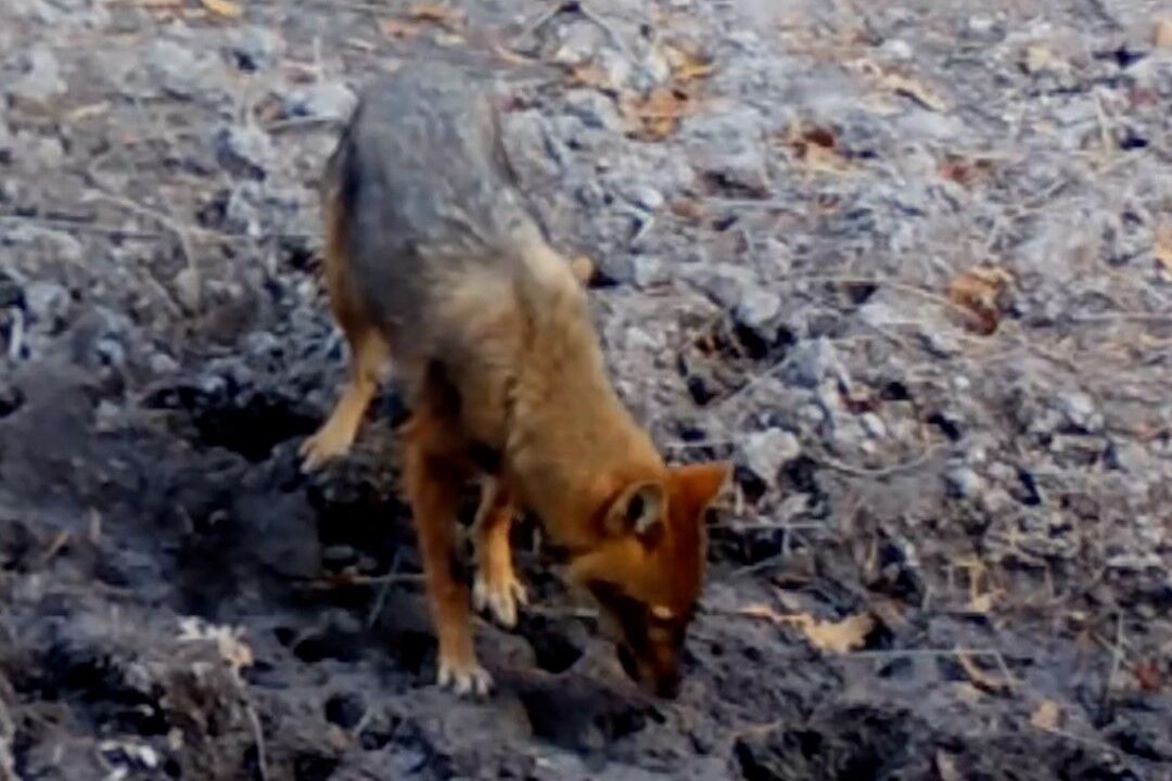 Kütahya’nın Yaban Hayatı Kameralarda (2)