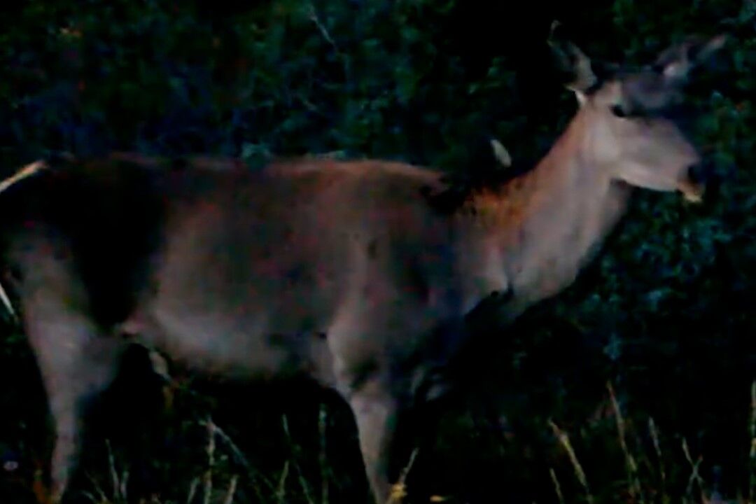 Kütahya’nın Yaban Hayatı Kameralarda (3)