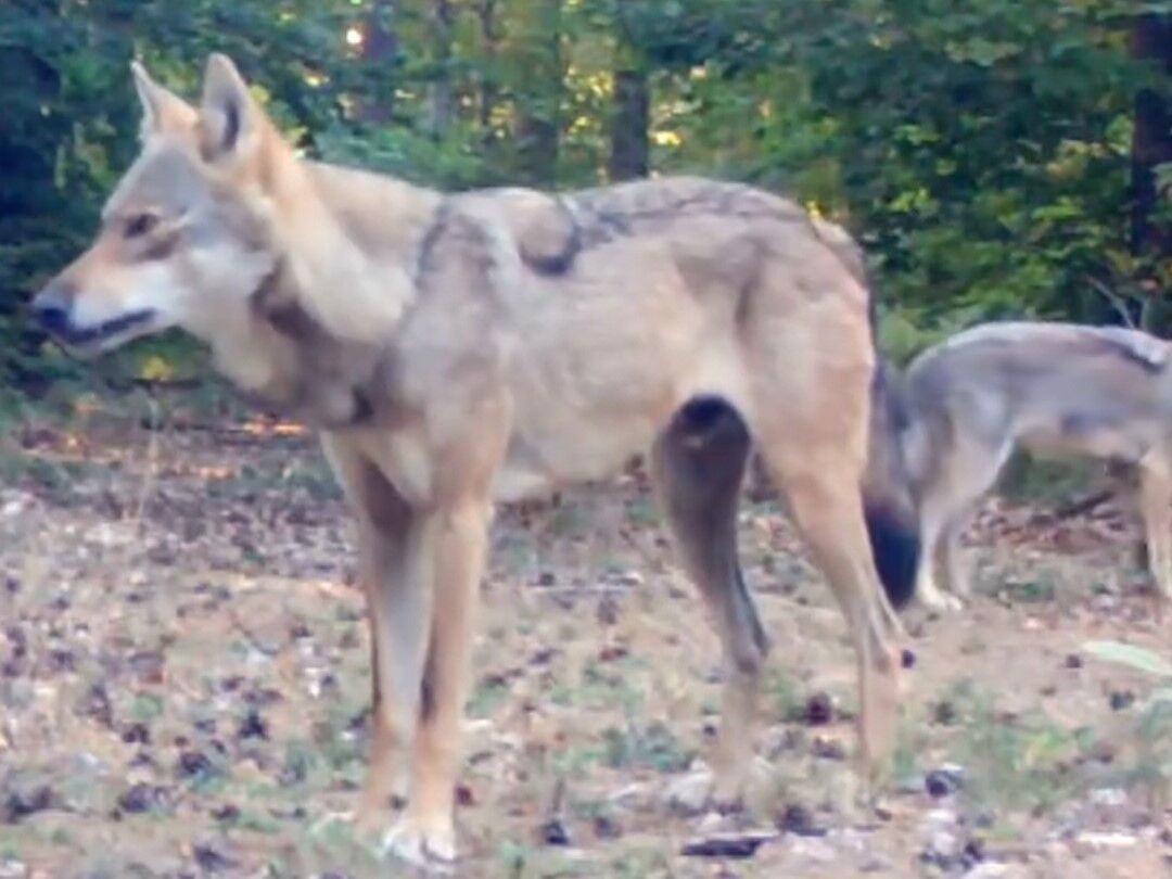 Kütahya’nın Yaban Hayatı Kameralarda (5)