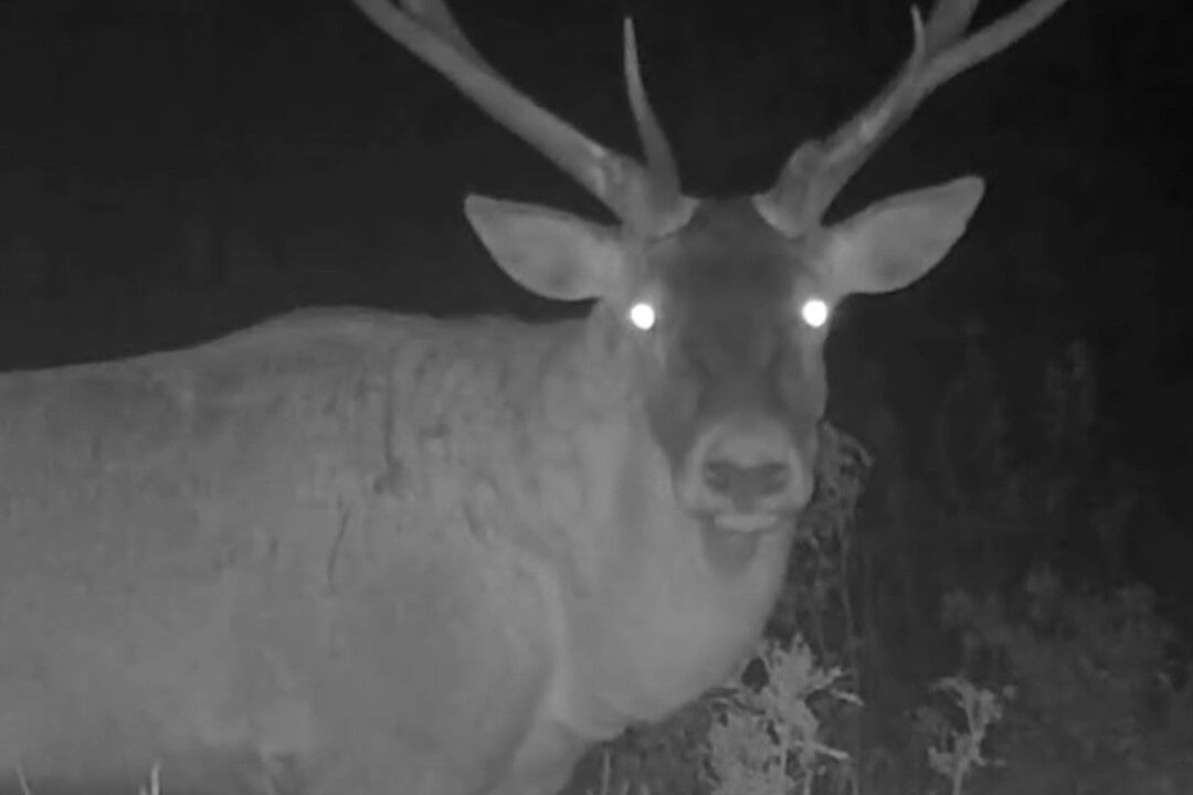 Kütahya’nın Yaban Hayatı Kameralarda (7)