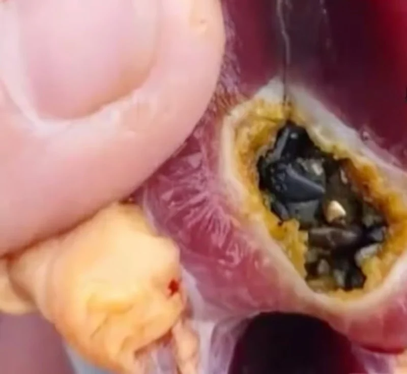 Midesinden Altın Çıkan Ördek Şaşırttı2