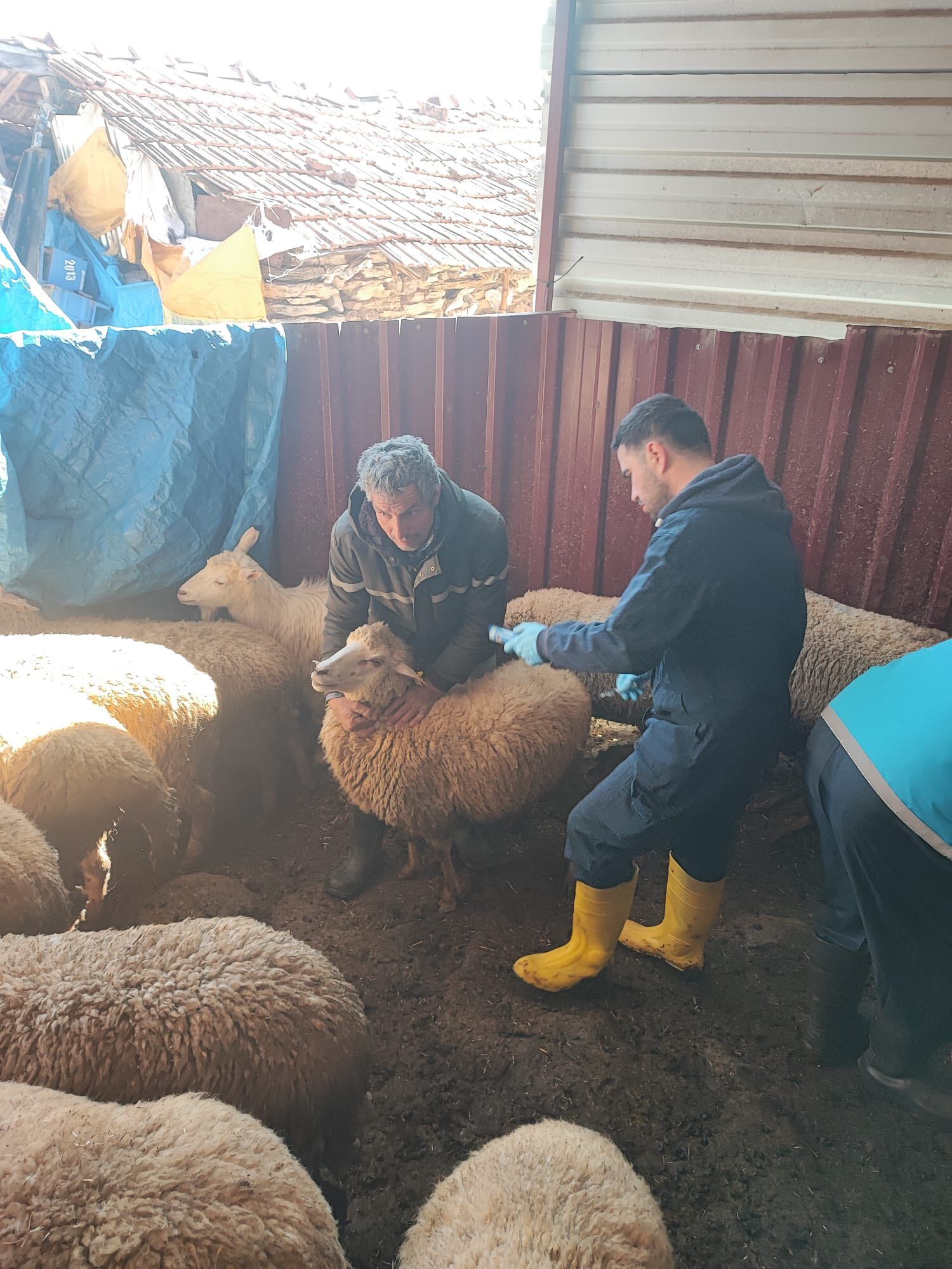 Şaphane’de Küçükbaş Hayvanlara Veba Aşısı Yapıldı