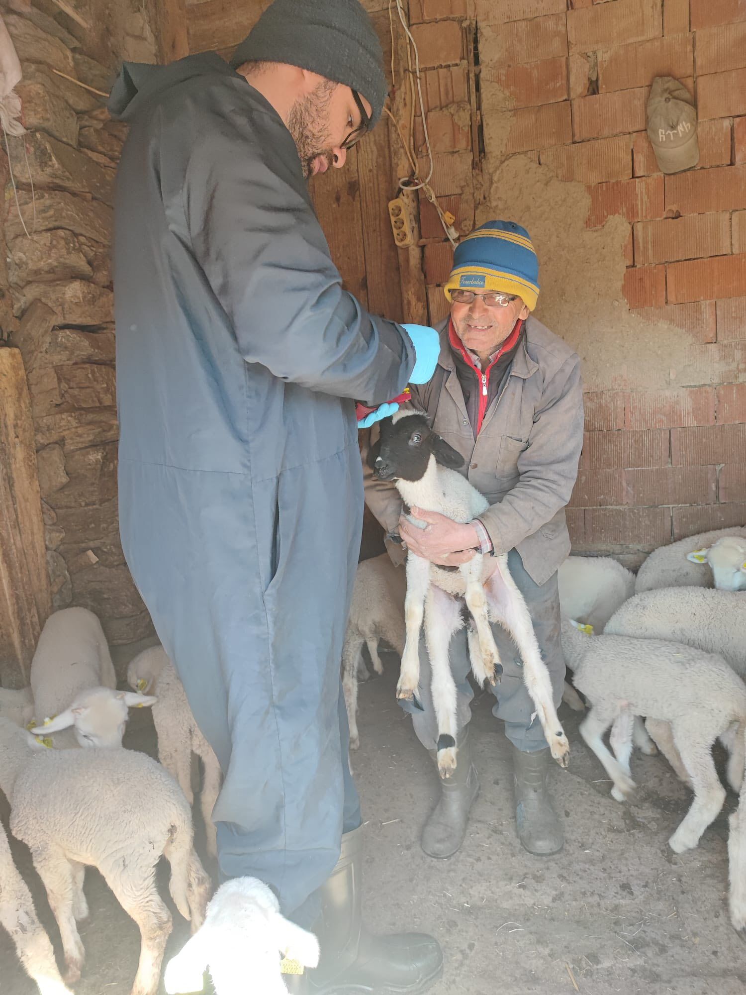 Şaphane’de Küçükbaş Hayvanlara Veba Aşısı Yapıldı3