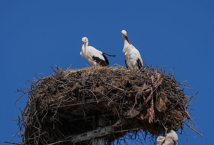 Yaren Leylek Eşi Nazlı’ya Kavuştu2