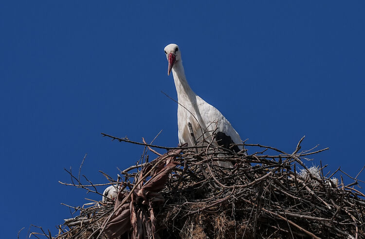 Yaren Leylek Eşi Nazlı’ya Kavuştu3