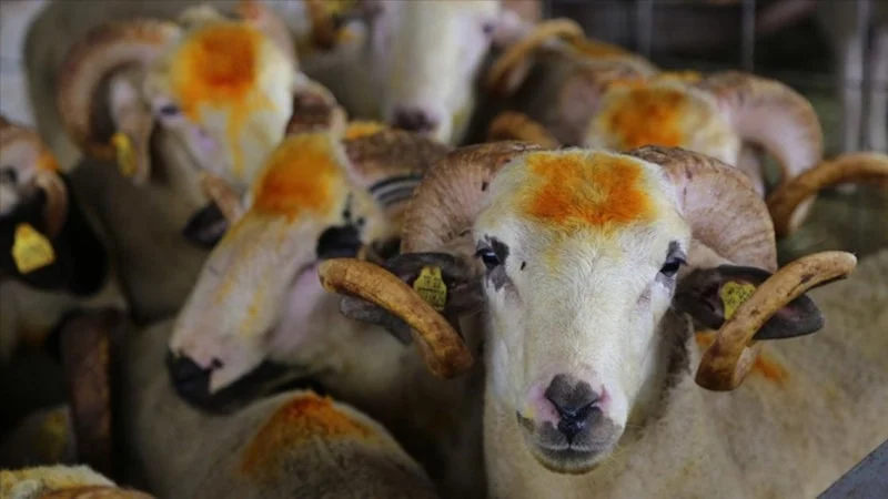 2026 Kurban Hizmetleri Tebliği Yayımlandı1