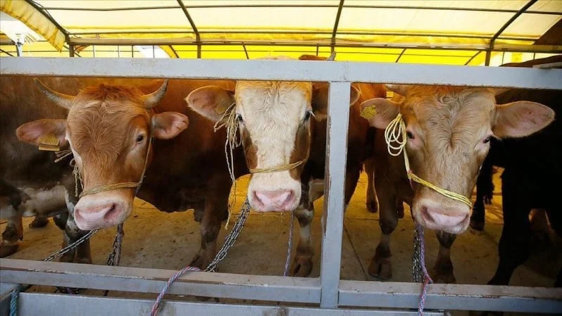 2026 Kurban Hizmetleri Tebliği Yayımlandı3