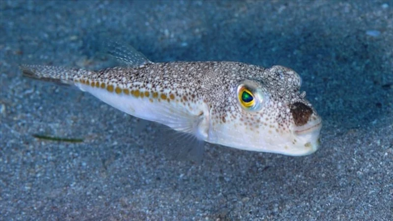 50 Milyon Balon Balığı Ekosisteme Girmedi