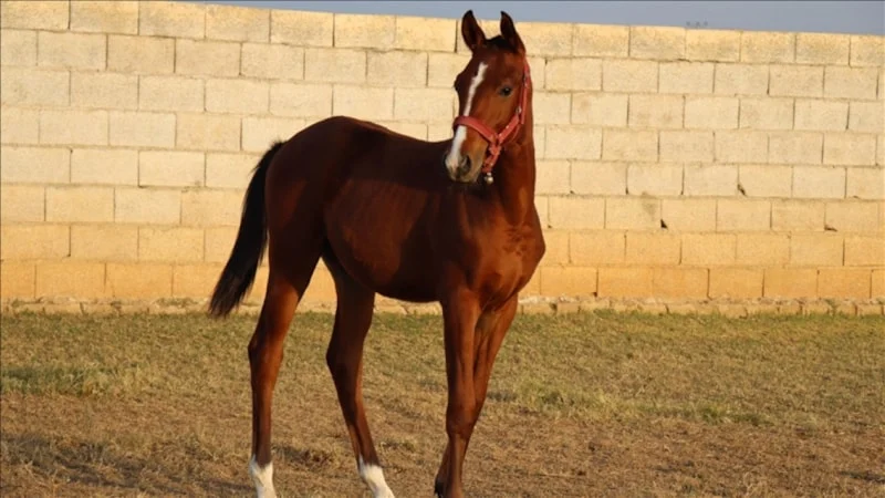 Atların Alnındaki Beyaz Lekenin Sırrı Ortaya Çıktı