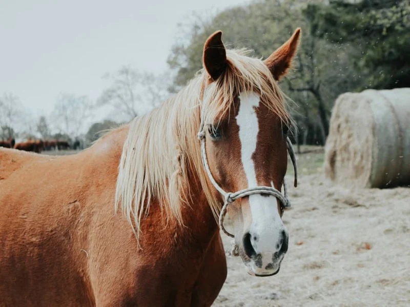 Atların Alnındaki Beyaz Lekenin Sırrı Ortaya Çıktı1