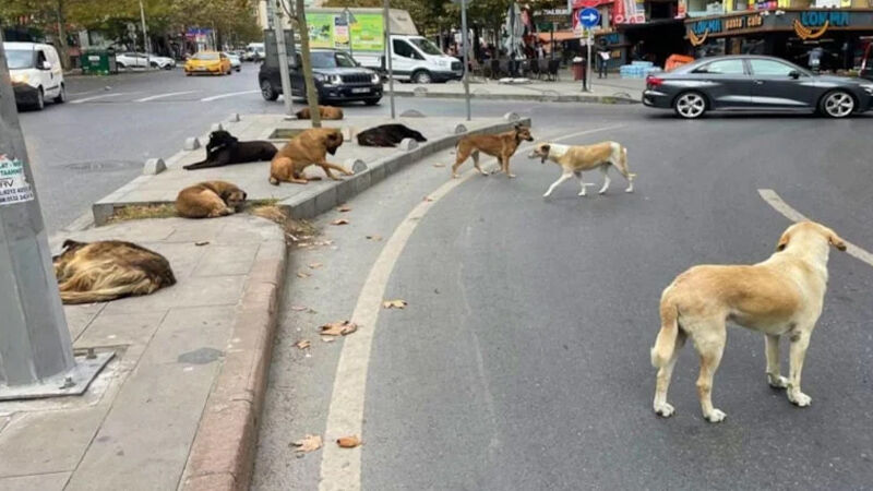 Bakan Çiftçi Sokak Hayvanlarının Yüzde 75’I Toplandı (2)