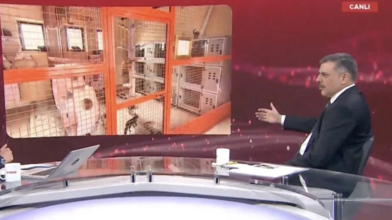 Bakan Çiftçi Sokak Hayvanlarının Yüzde 75’I Toplandı (3)