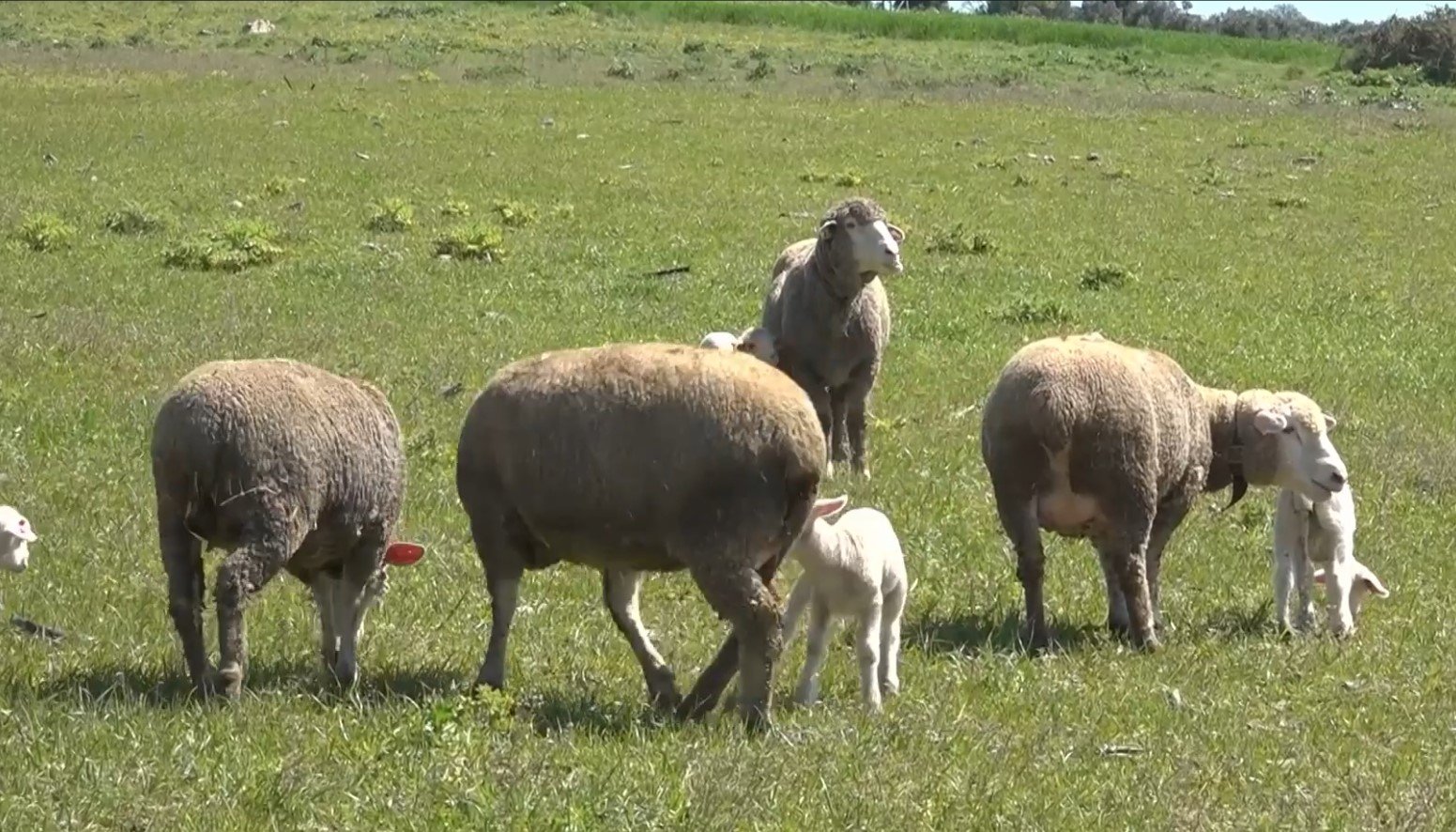 Balıkesirli Iki Kardeş, Memlekete Dönüp Koyunculuğu Sürdürüyor 1
