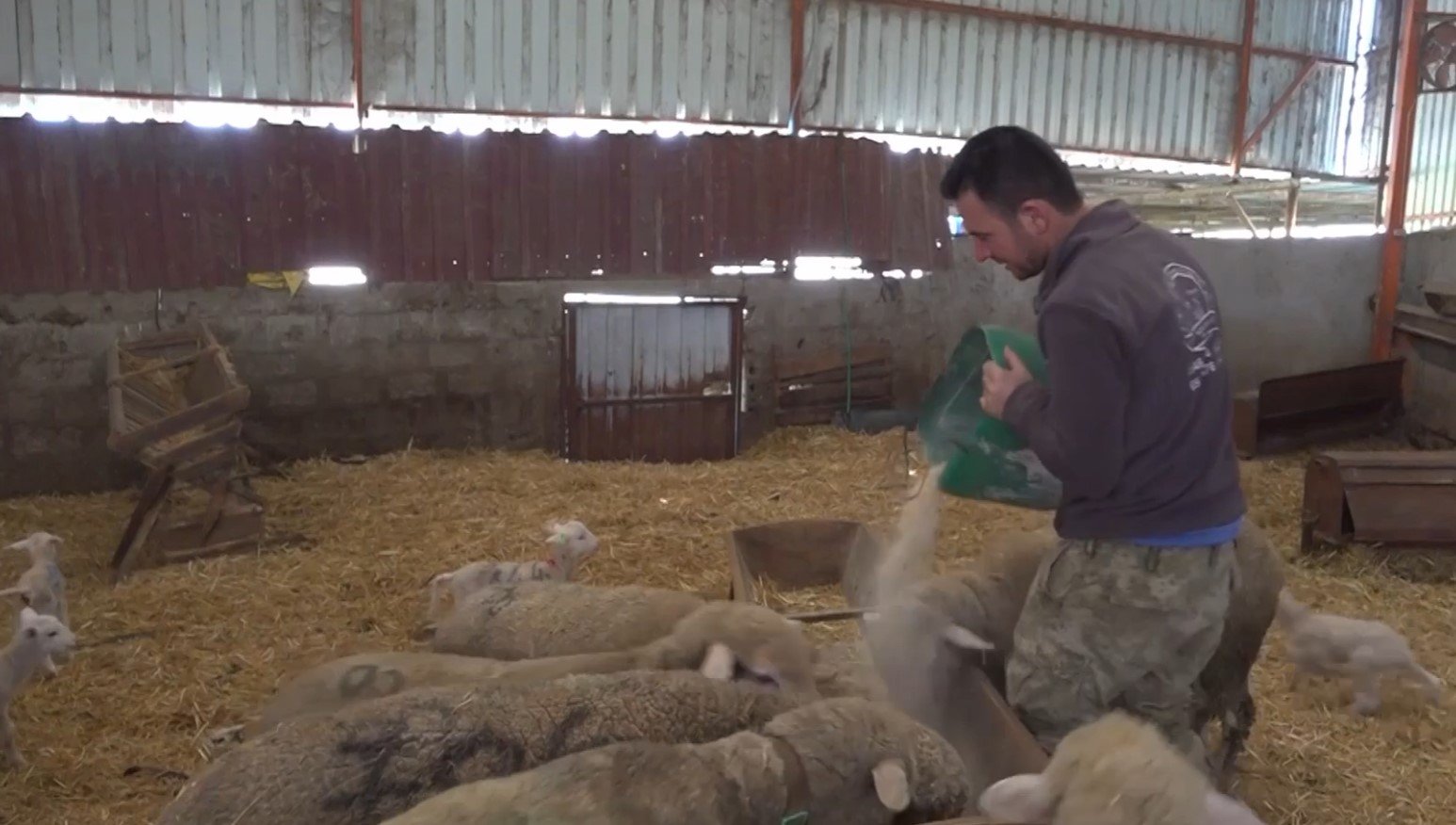 Balıkesirli Iki Kardeş, Memlekete Dönüp Koyunculuğu Sürdürüyor 2