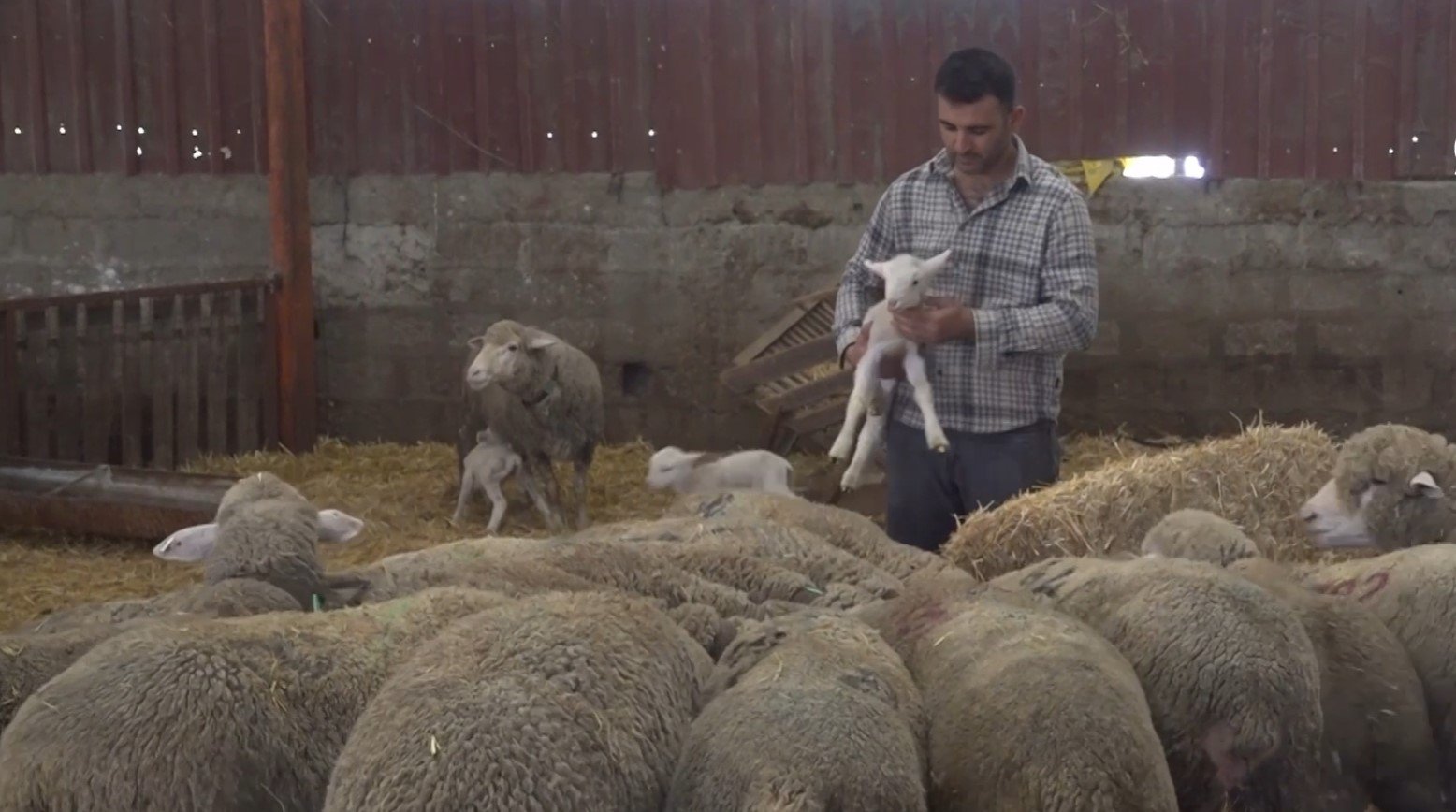 Balıkesirli Iki Kardeş, Memlekete Dönüp Koyunculuğu Sürdürüyor 3