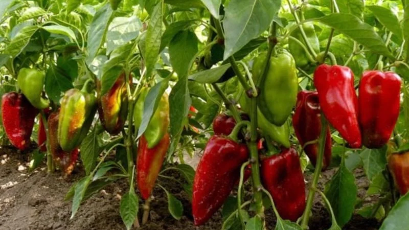 Biberlerin Yanına Ekilecek 9 Bitki1