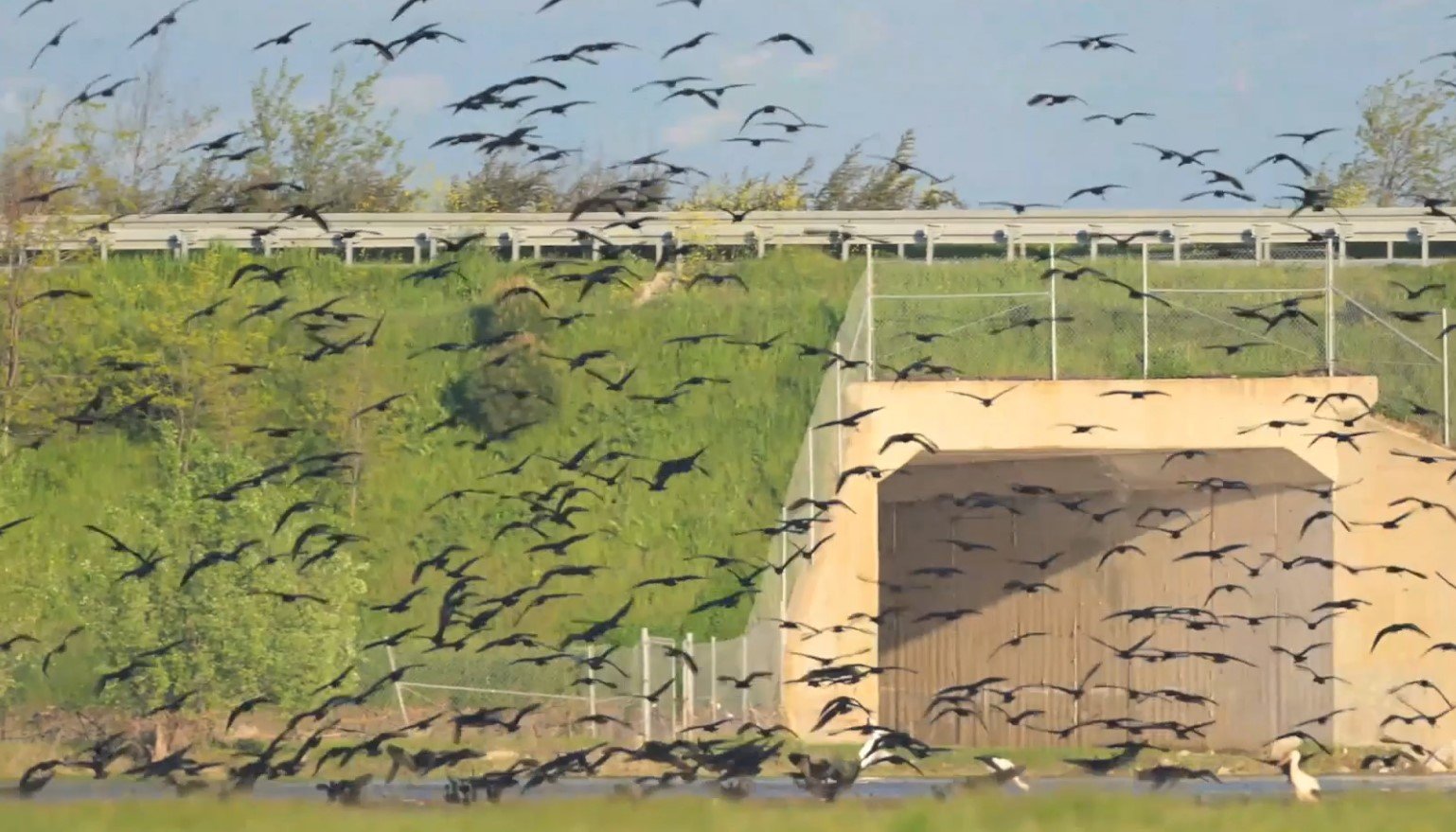 Bursa Karacabey’de Taşkın Alanları Göçmen Kuşlara Yuva Oldu 1