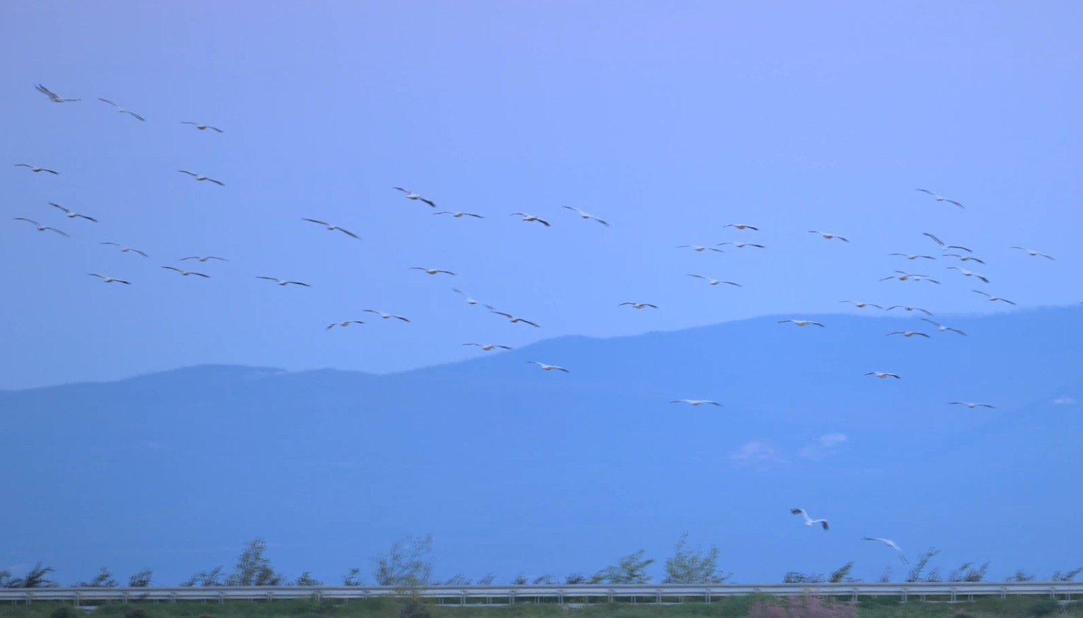 Bursa Karacabey’de Taşkın Alanları Göçmen Kuşlara Yuva Oldu