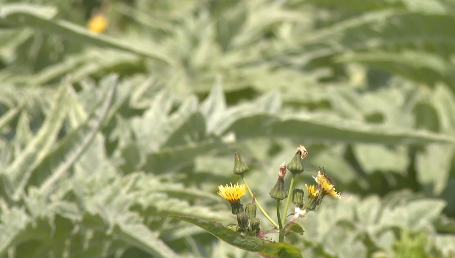 Bursa’da Ata Toprağında Enginar Üretimini Büyüttü 2