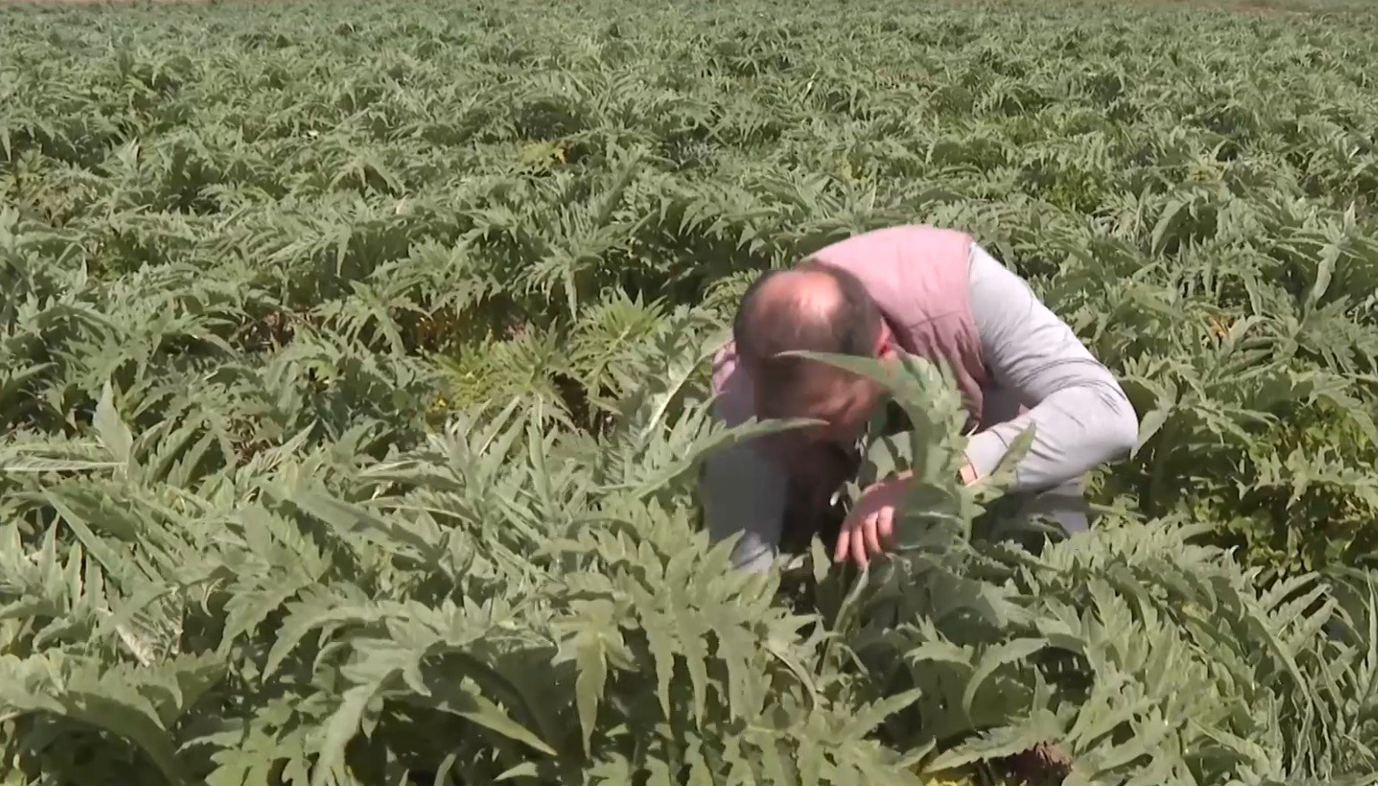 Bursa’da Ata Toprağında Enginar Üretimini Büyüttü