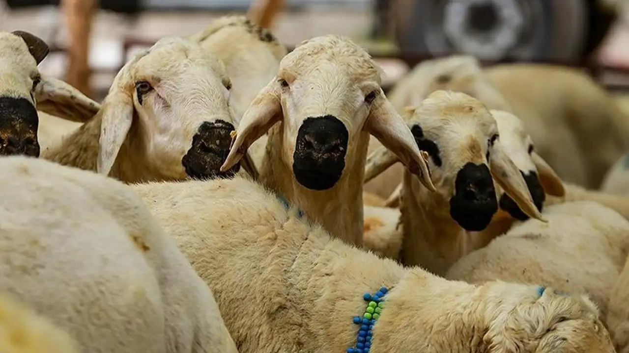 Diyanet, 2026 yılı vekaletle kurban kesim bedelini açıkladı