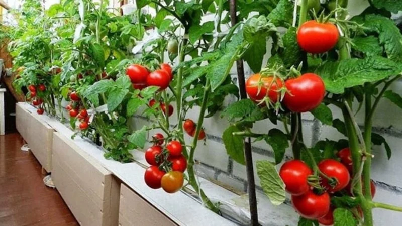 Domateste Diş Fırçası Yöntemi Verimi Artırıyor1