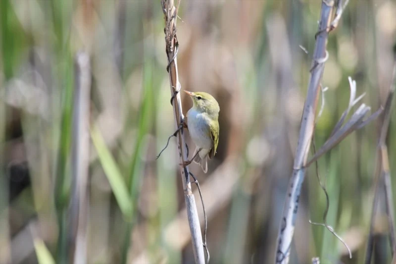 Eber Gölü’nde Su Seviyesi Üç Kat Arttı