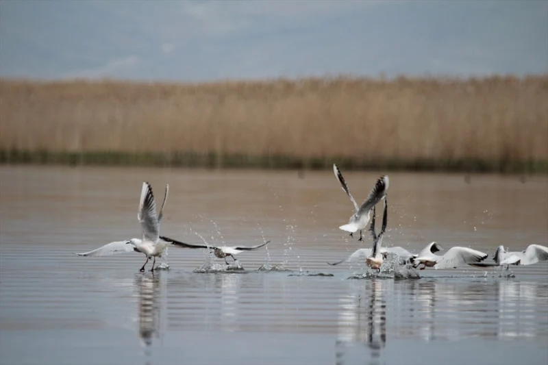 Eber Gölü’nde Su Seviyesi Üç Kat Arttı2