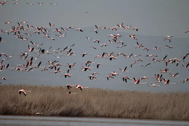 Eber Gölü’nde Su Seviyesi Üç Kat Arttı3