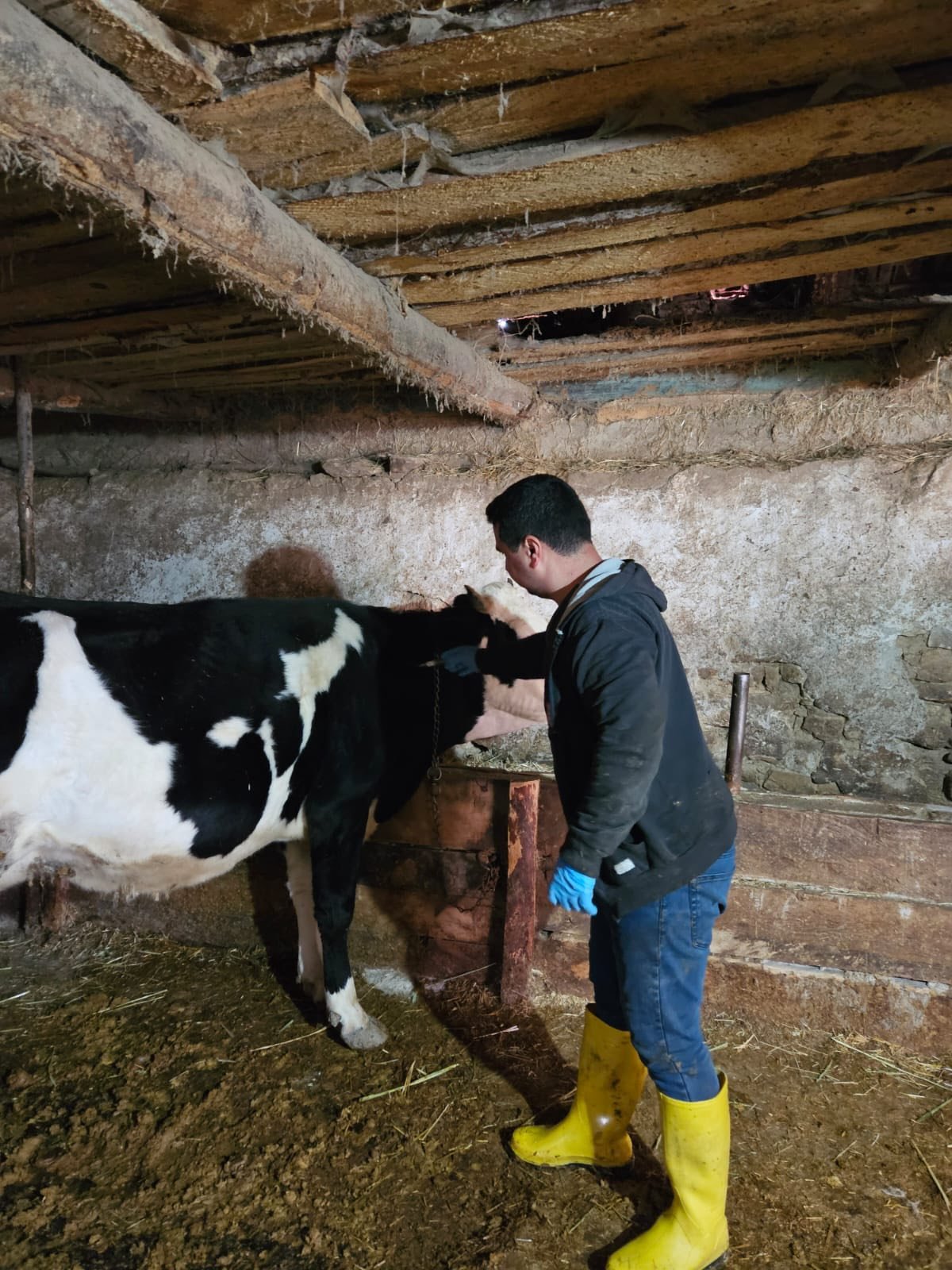 Emet’te Büyükbaş Hayvanlara Aşılama Ve Küpeleme