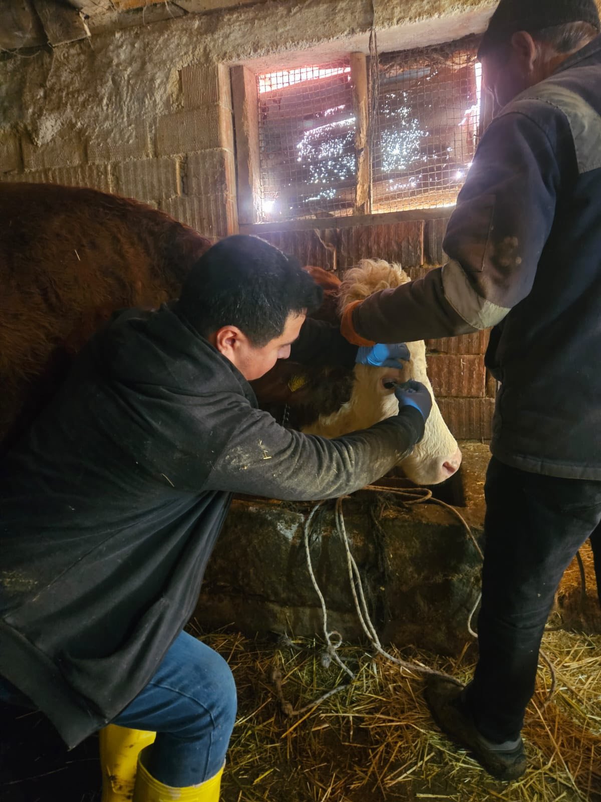 Emet’te Büyükbaş Hayvanlara Aşılama Ve Küpeleme2
