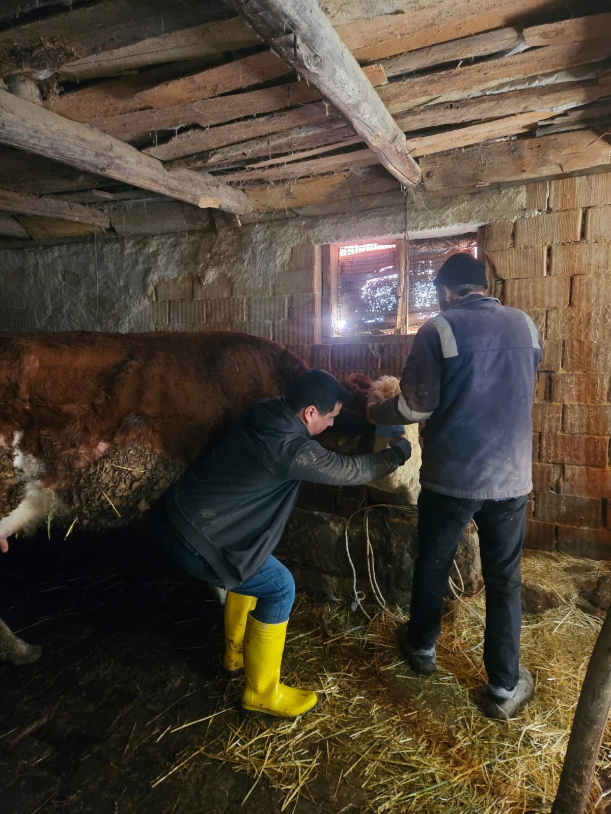 Emet’te Büyükbaş Hayvanlara Aşılama Ve Küpeleme3