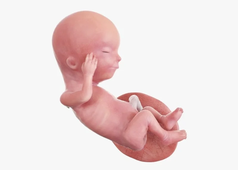 Gebeliğin 15. Haftası Gelişim Hız Kazanıyor1