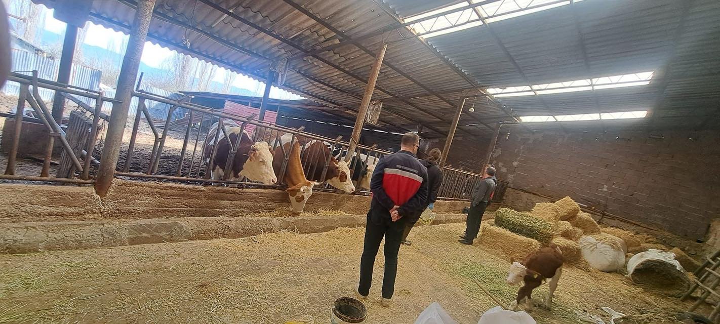 Gediz’de Hayvanlara Aşılama Ve Küpeleme