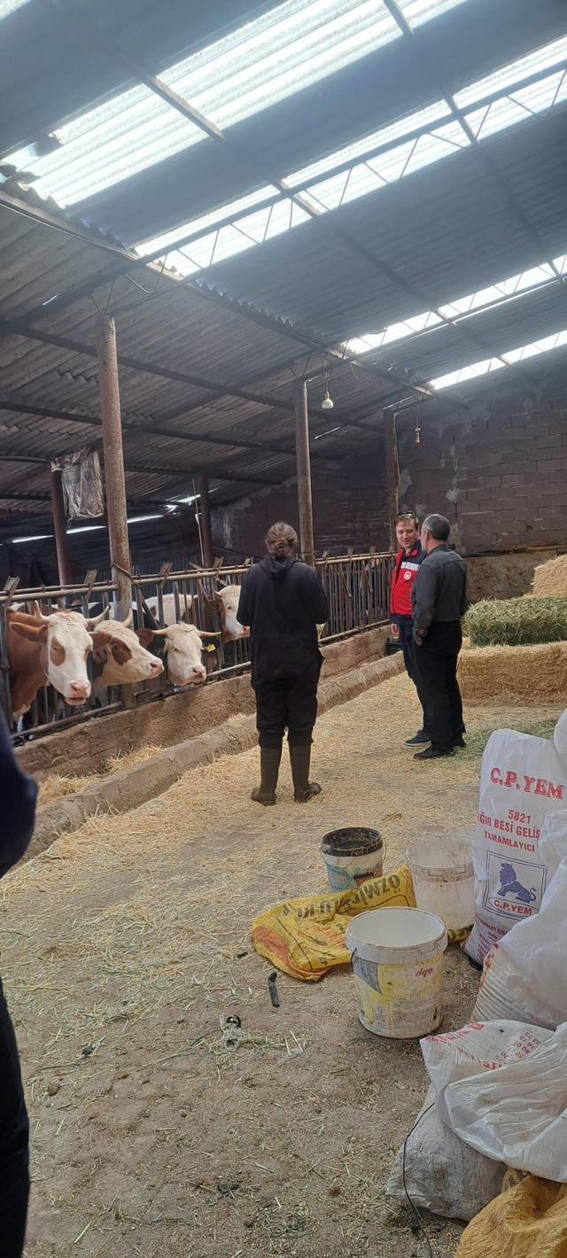 Gediz’de Hayvanlara Aşılama Ve Küpeleme2