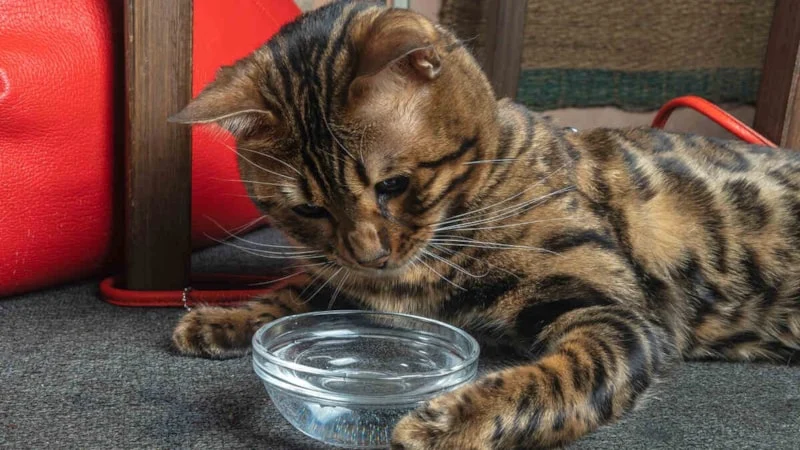 Kediler Suyu Neden Patileriyle Test Eder?