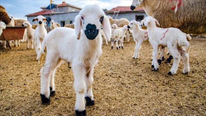 Kırsalda Küçükbaş Destek Projesi Başvuruları Başladı1