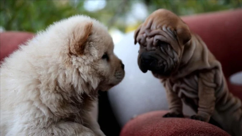 Köpekler Yatmadan Önce Neden Dönerler?1