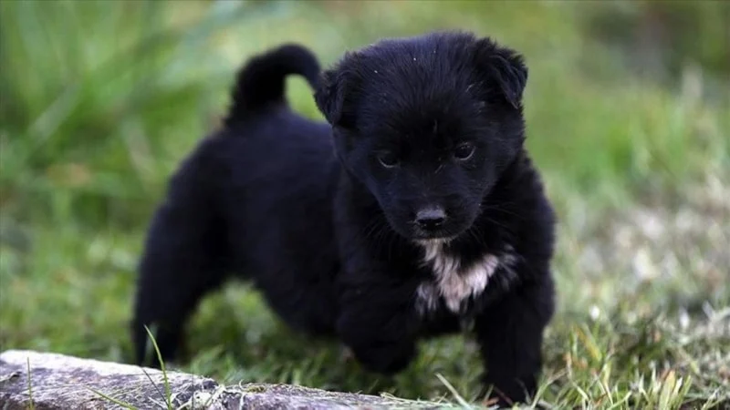 Köpekler Yatmadan Önce Neden Dönerler?2